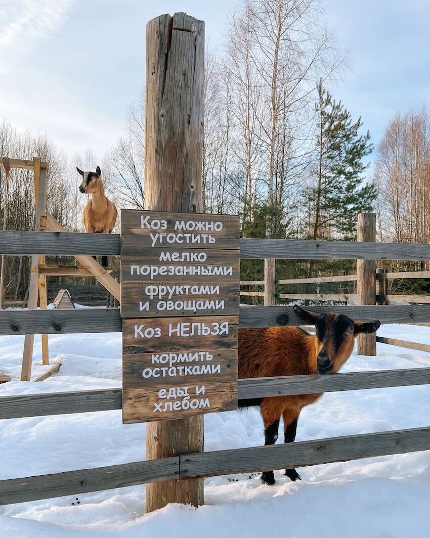 Эко домики Под кронами: мини-ферма с козочками