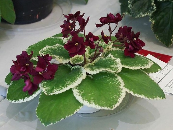 Пестролистные фиалки