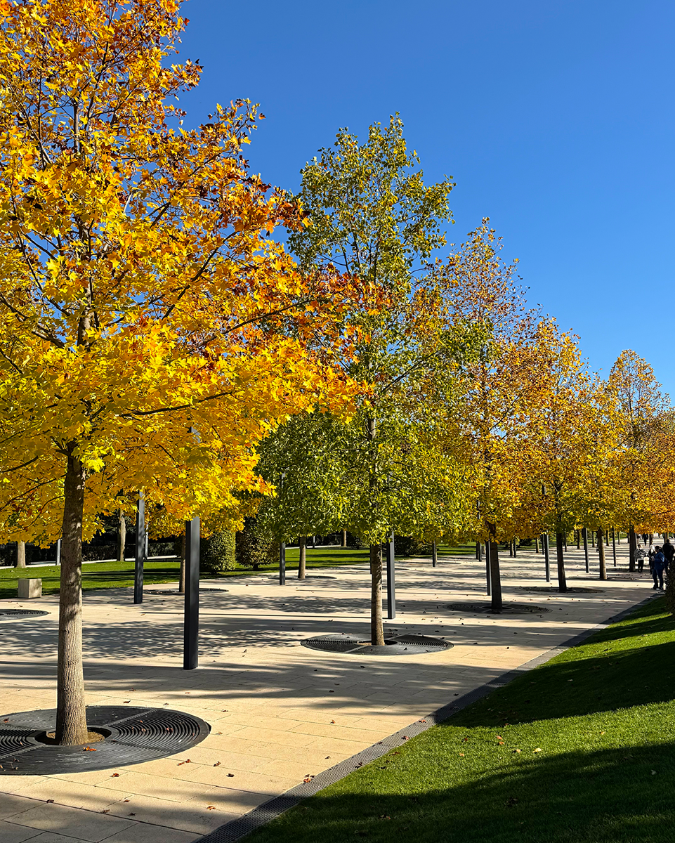 Тюльпановый бульвар. Парк Галицкого 