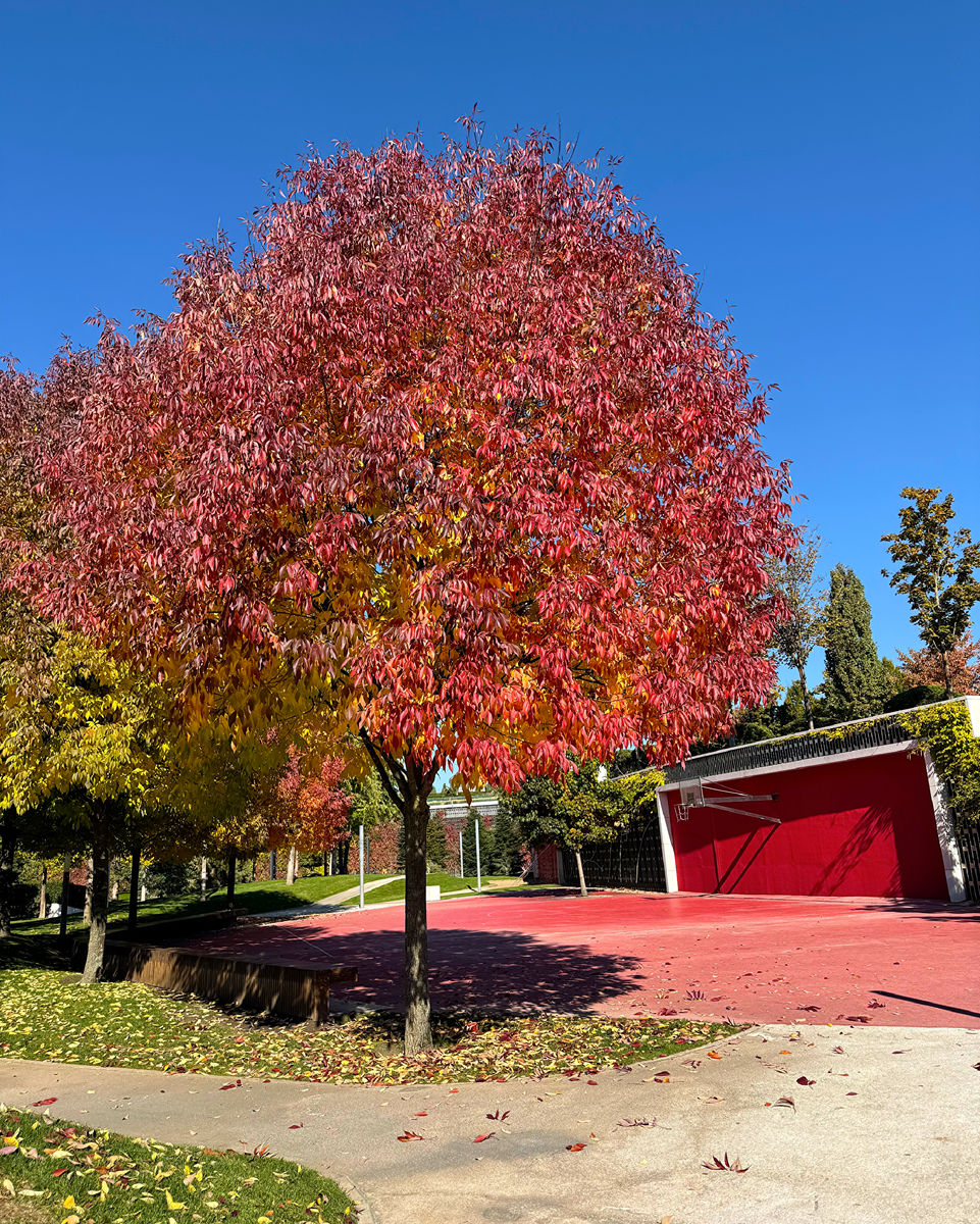 Игровой бульвар. Парк Галицкого 