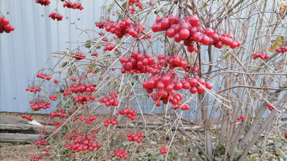 Ягоды калины в октябре, Сибирь, фото автора
