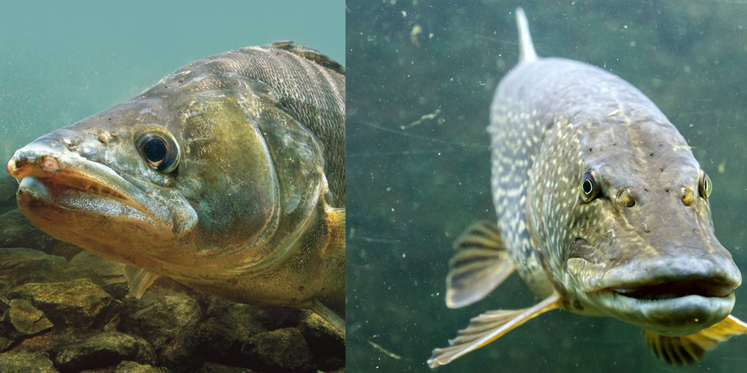 Судак и щука на одной точке: как разделить поклевки