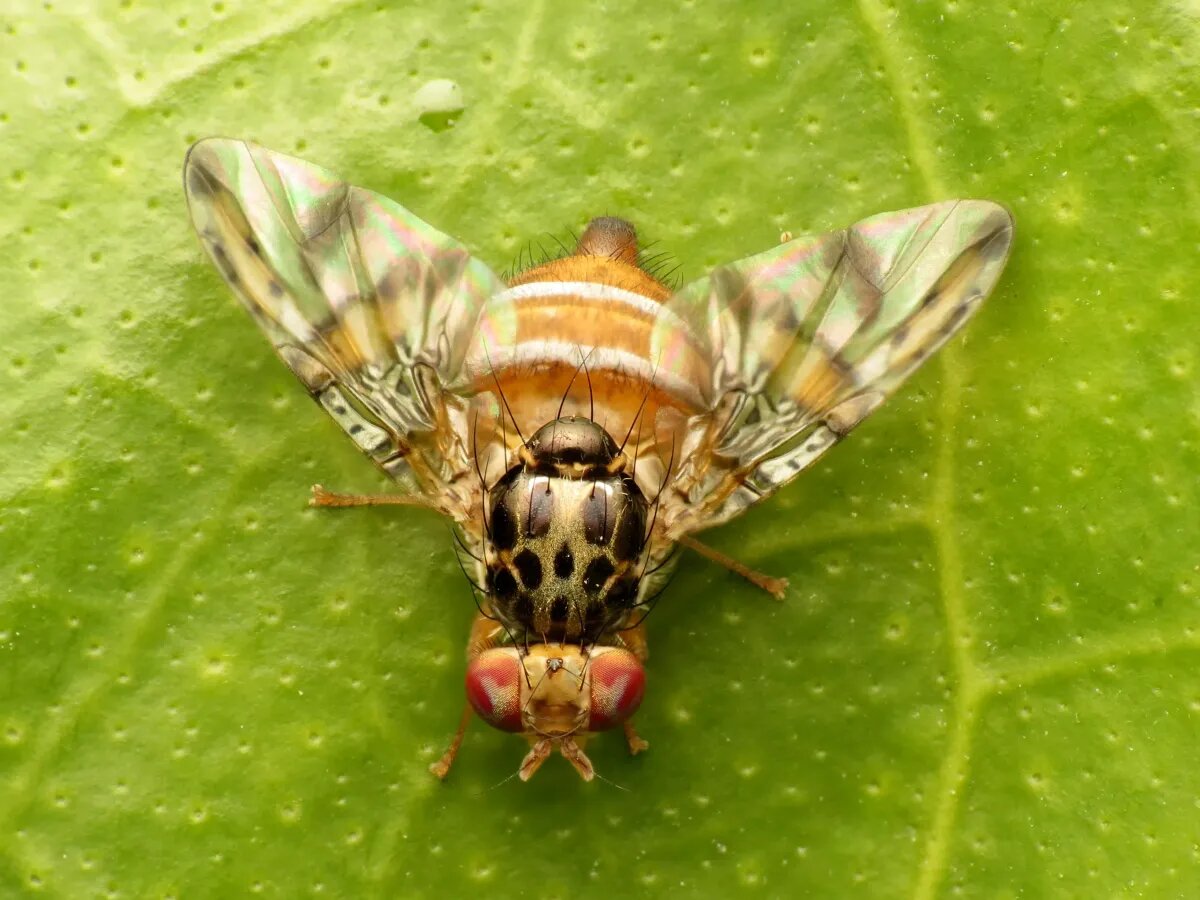 Большая российская энциклопедия