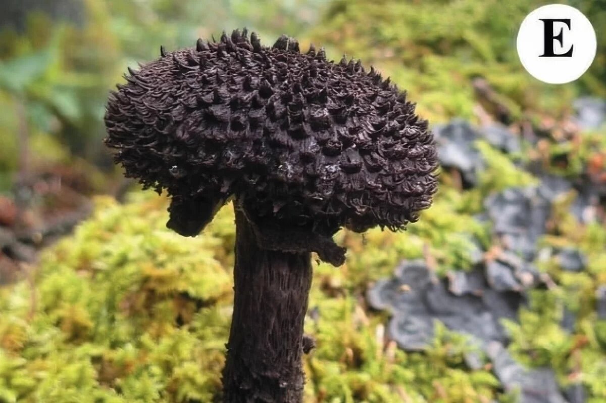    Девять видов редчайших грибов обнаружили ученые на Сахалине