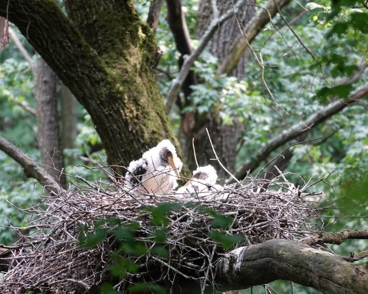     В Курской области орнитологи впервые обнаружили гнездо черного аиста