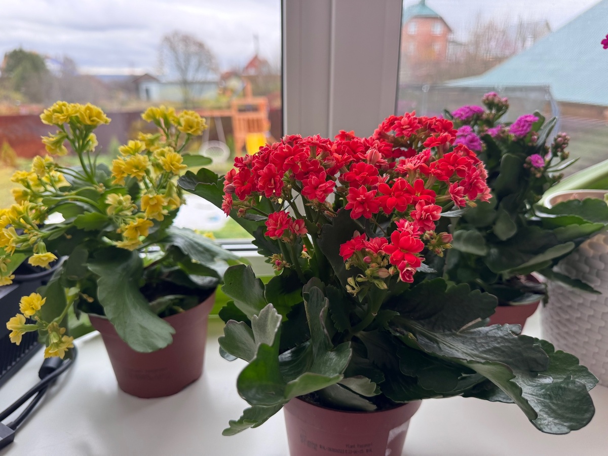    Четверть чайной ложки удобрений - Герани моментально обрастут после осенней обрезки. Даю точный рецепт