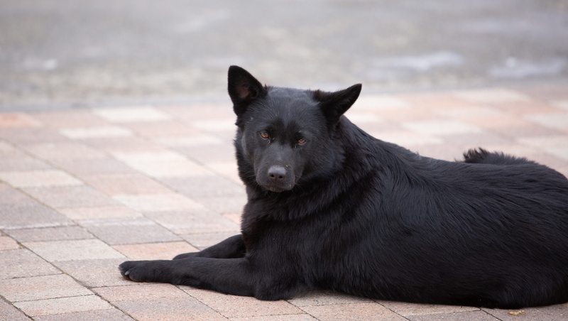      Фото: Валерия Алтухова / ИА «Победа26»