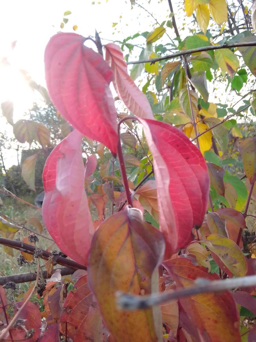 Осенний красный лист