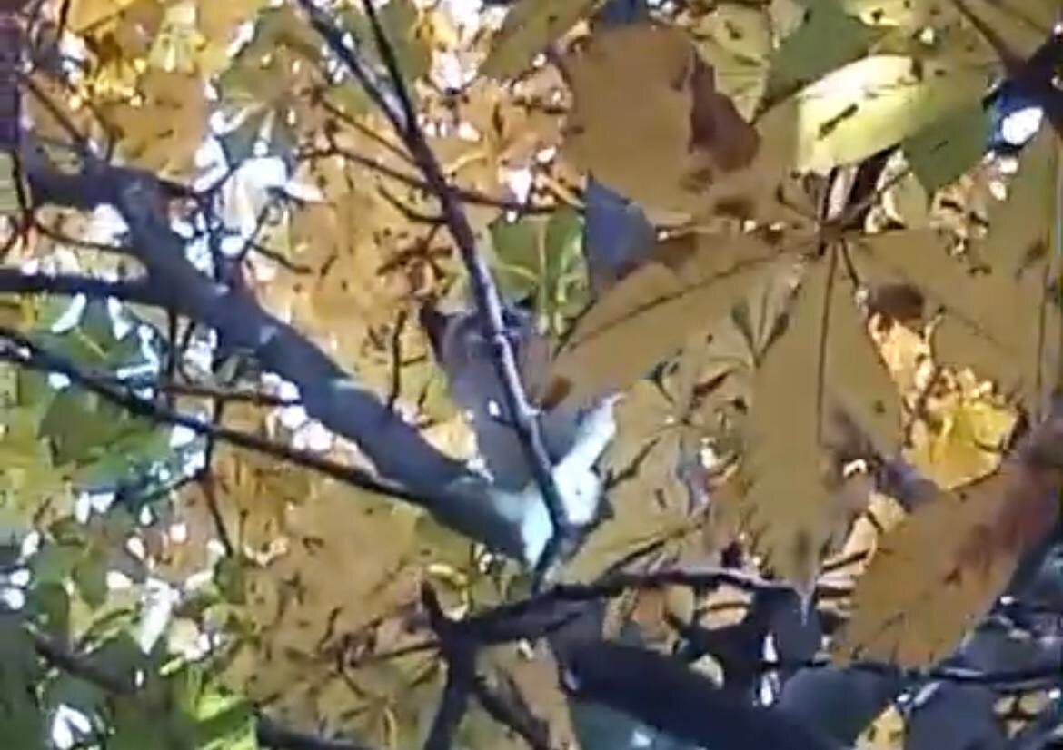 Найди кота - называется. Фото из архива автора