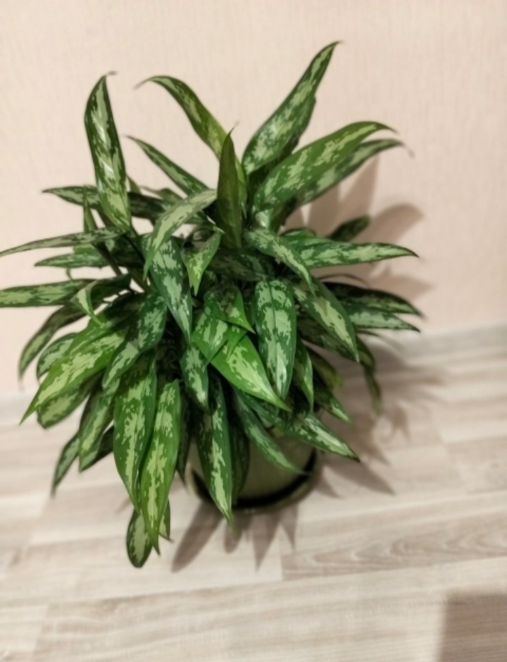 Самая первая, которая появилась у меня.