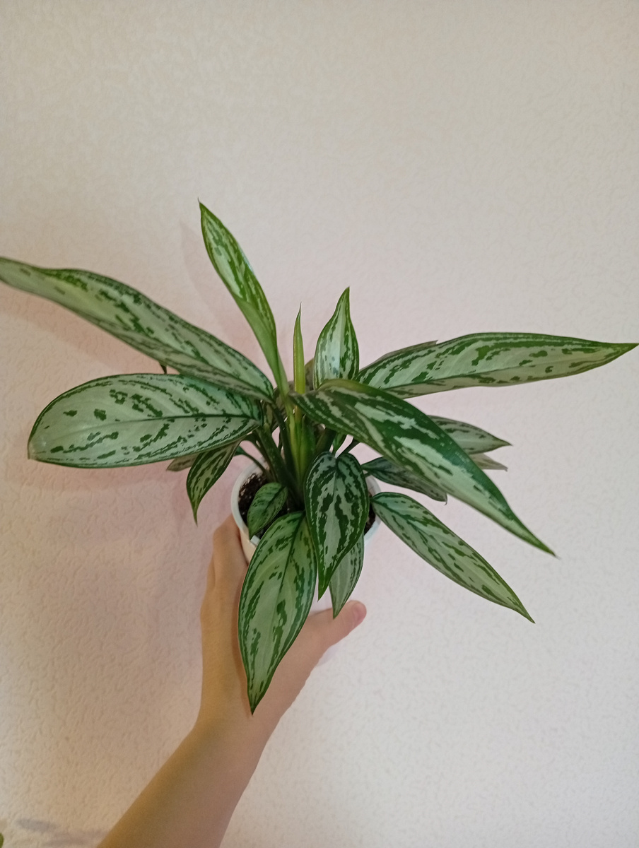 На фитильном поливе