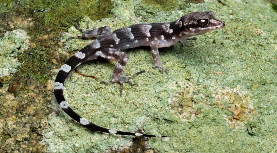   Conrad Hoskin et al. / Zootaxa, 2024