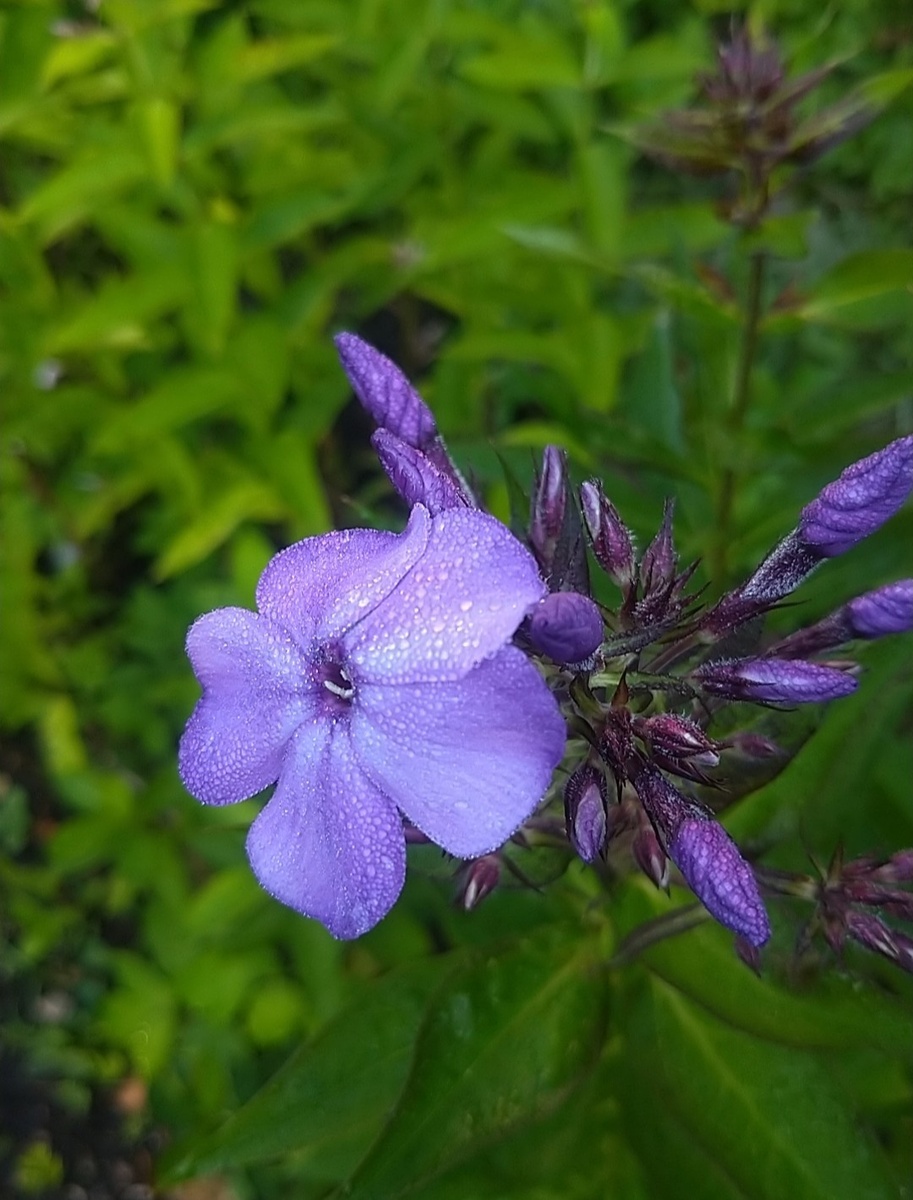 Первый цветок Старого Замка