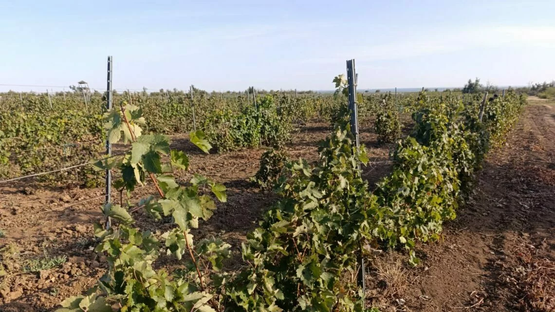 Фото: Анастасия Талызина.