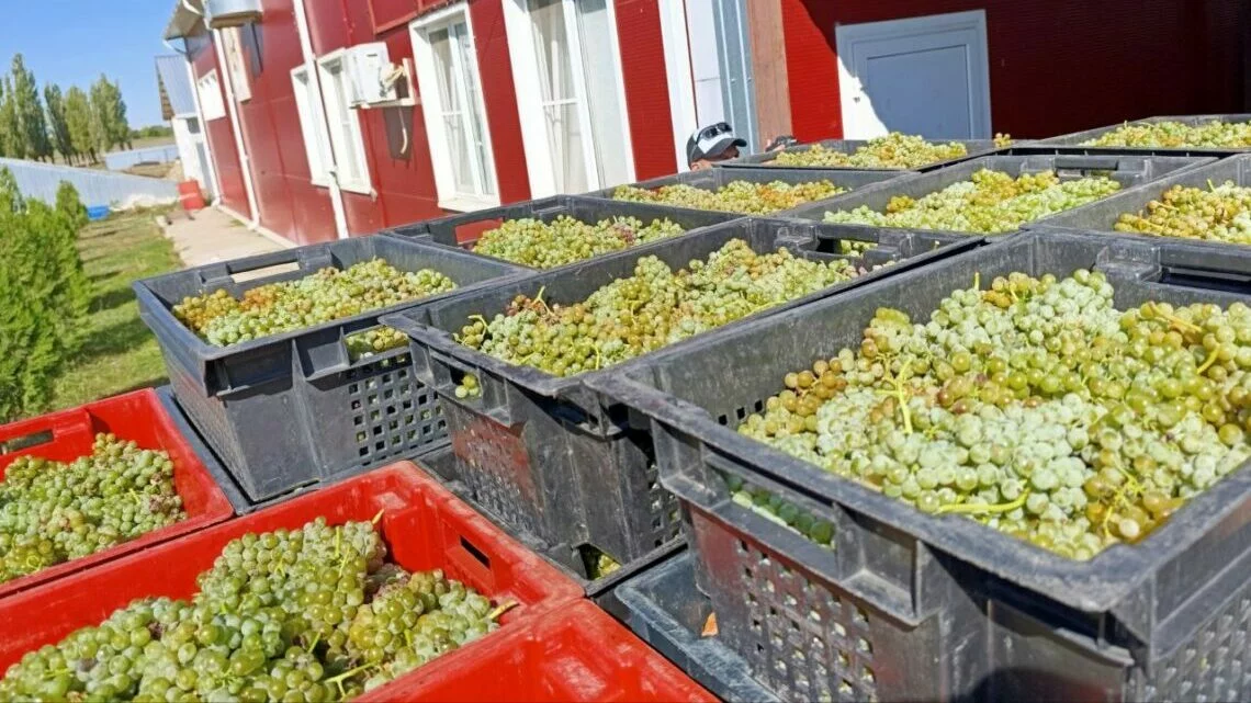Свежий урожай винограда сорта «Цветочный». Фото: Анастасия Талызина.