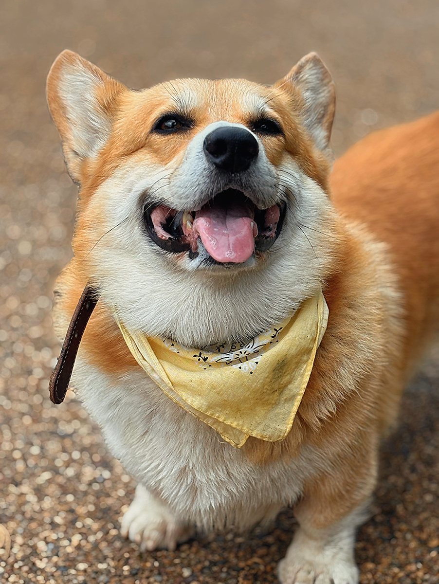Язычок во вторник от корги Бильбо