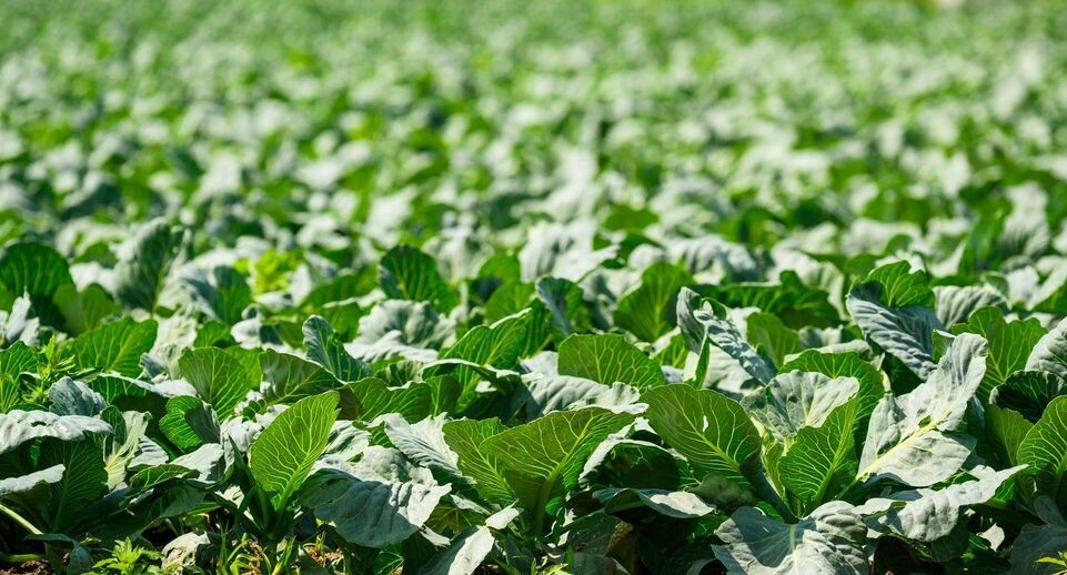    медиасток.рф