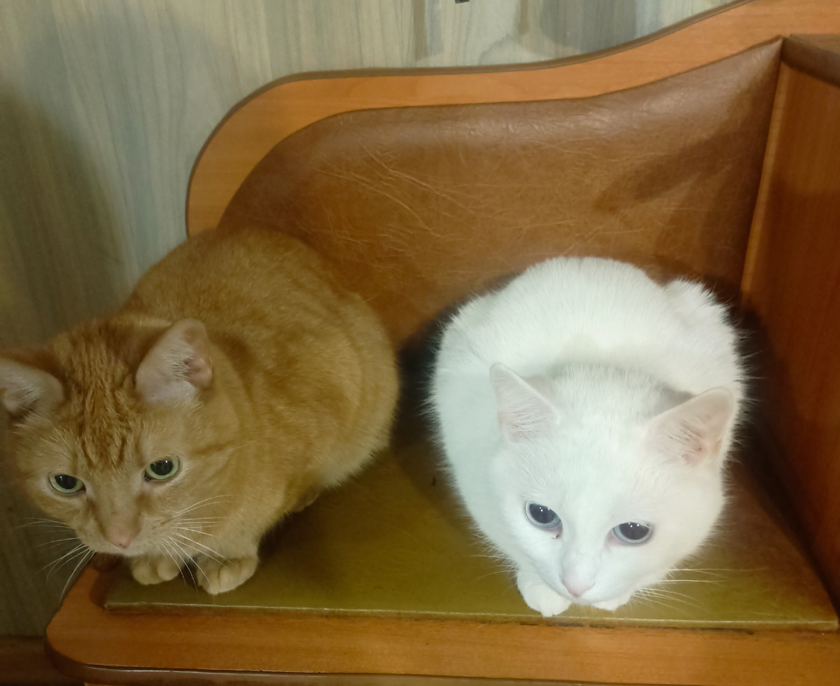 Вот эти товарищи приложили лапы к уничтожению моих немногочисленных растений.