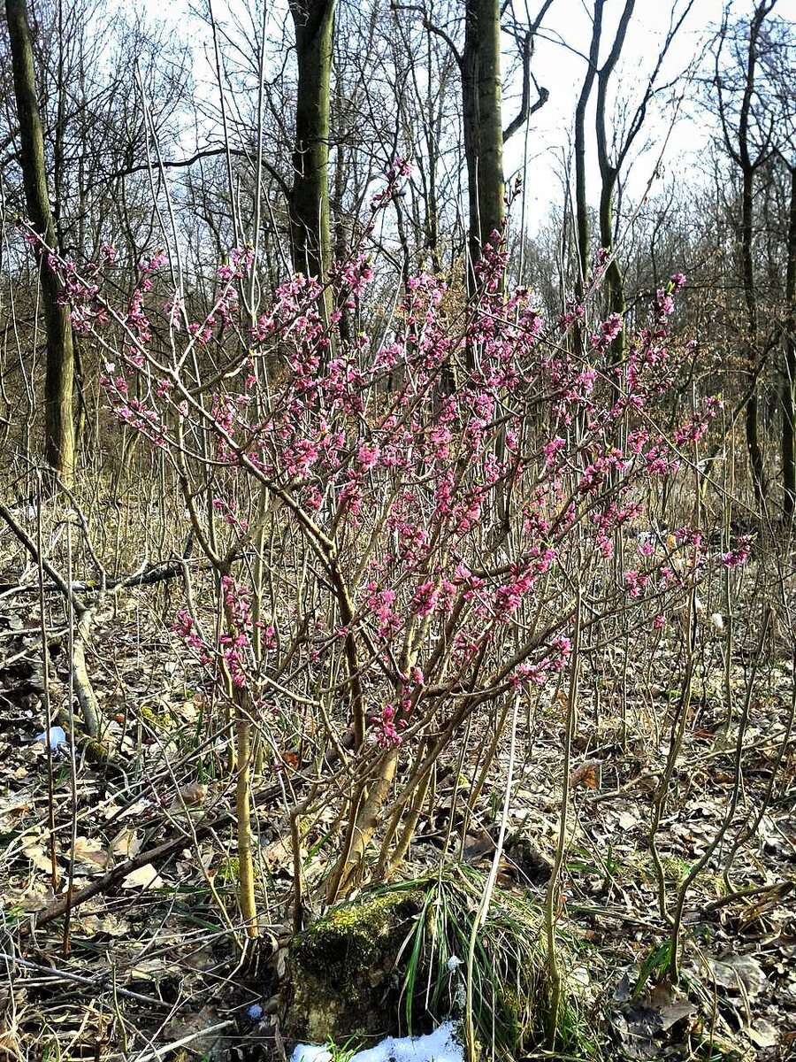 Опасные цветы и ягоды