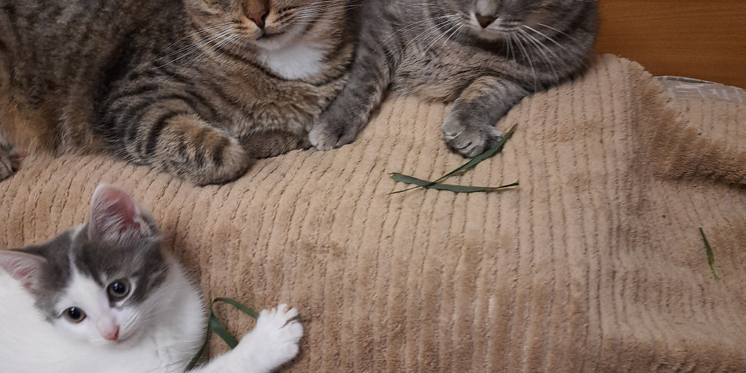 18 кошек в квартире. Почему ты их не пристраиваешь?