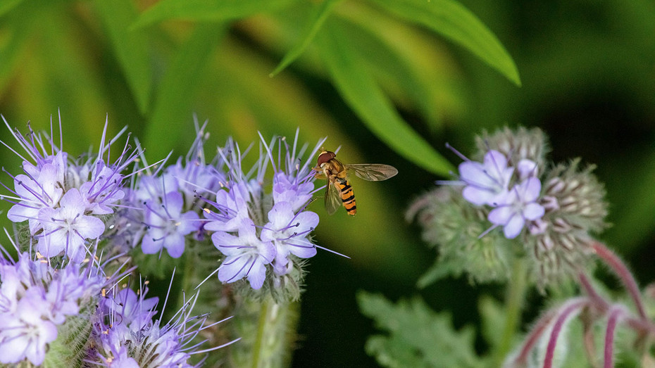 Фацелия как сидерат: плюсы и минусы, стоит ли сажать, сроки высадки и советы