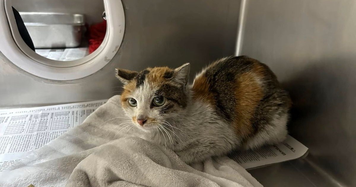 Источник: independent.co.uk