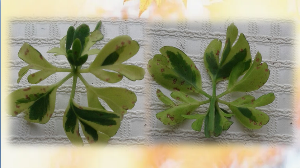 Это то, что я обнаружила на своем новом растении