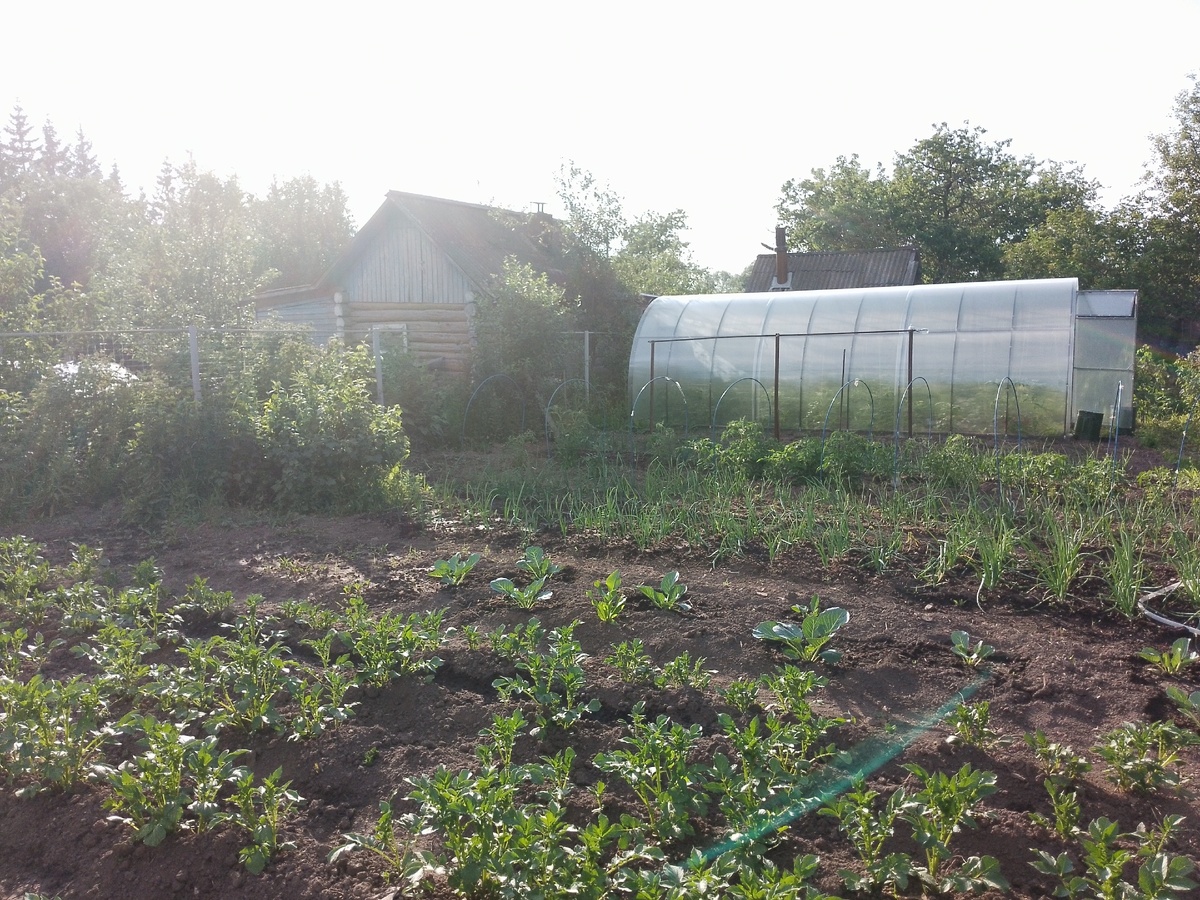    Толпа китайцев стояла у бабушкиного огорода и требовала продать им сорняк: "русское чудо", которое в России мало кто уважает