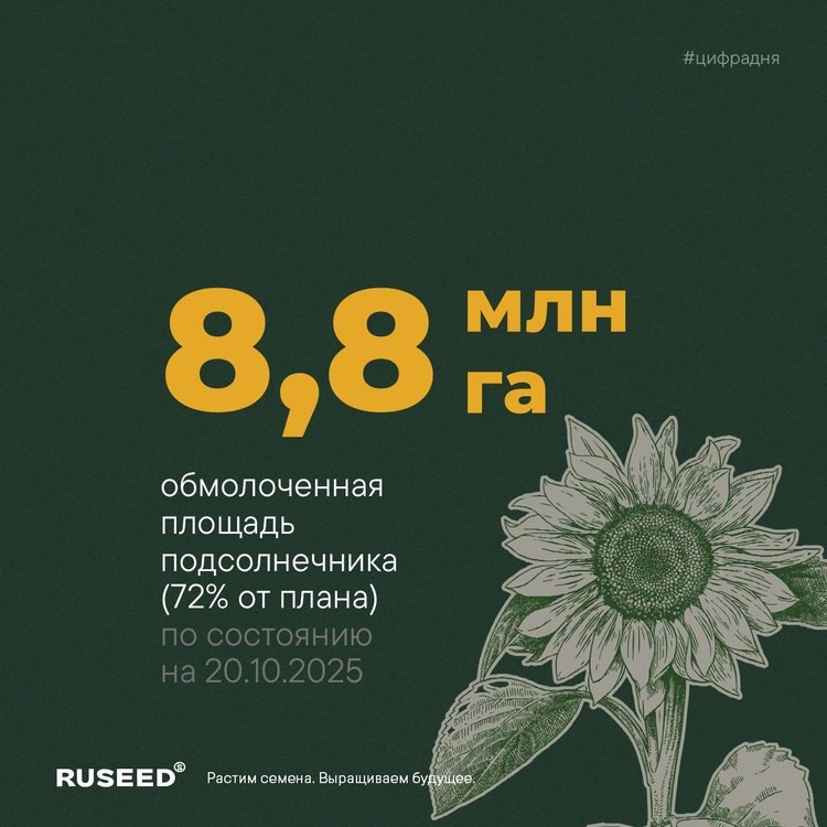     Темпы уборки подсолнечника во второй декаде октября 2025 года
