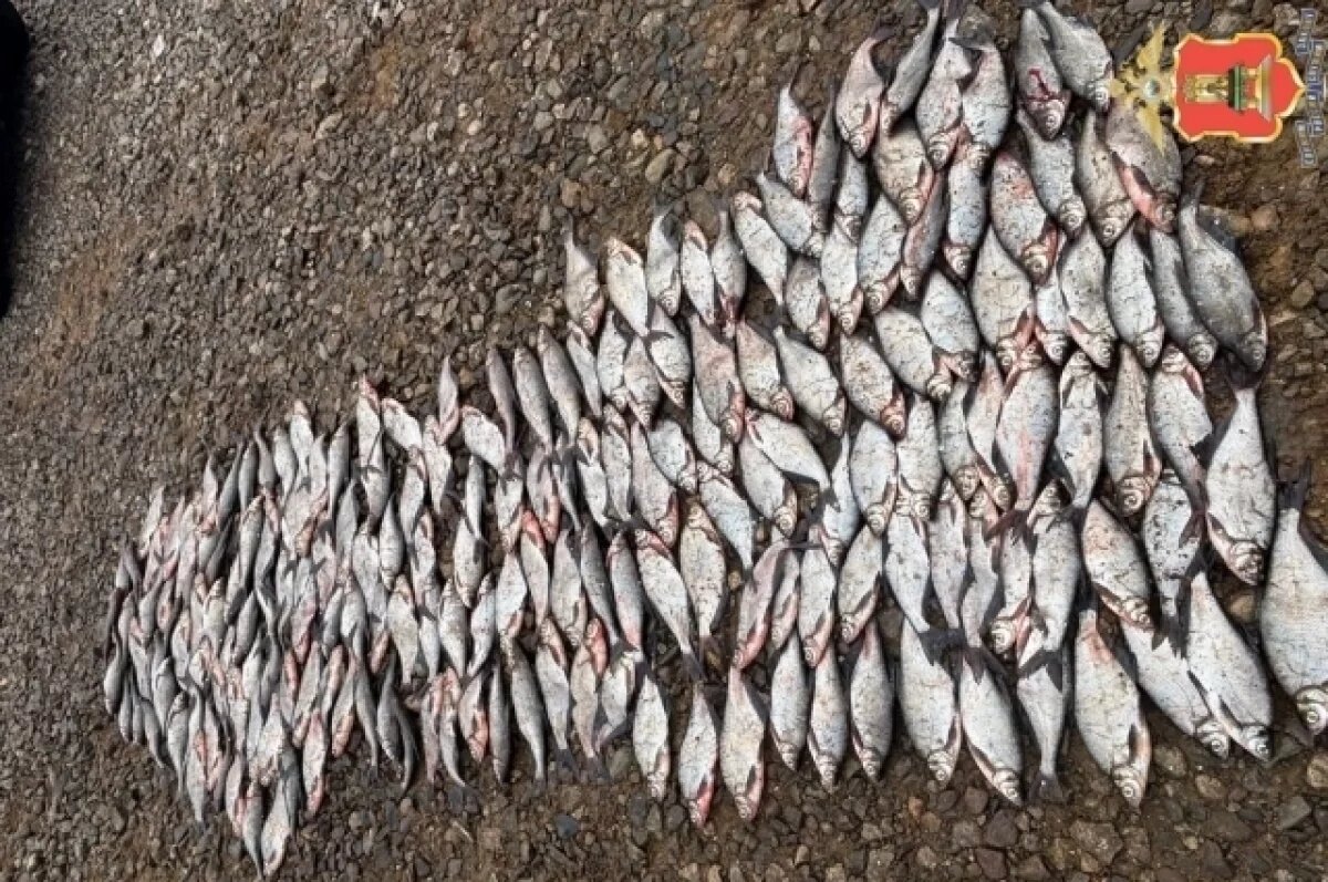    В Тверской области пожилой рыбак незаконно наловил около 2 тысяч рыб