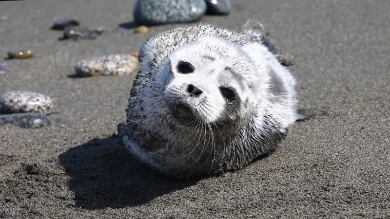   телеканал "Санкт-Петербург" / АО "ГАТР"