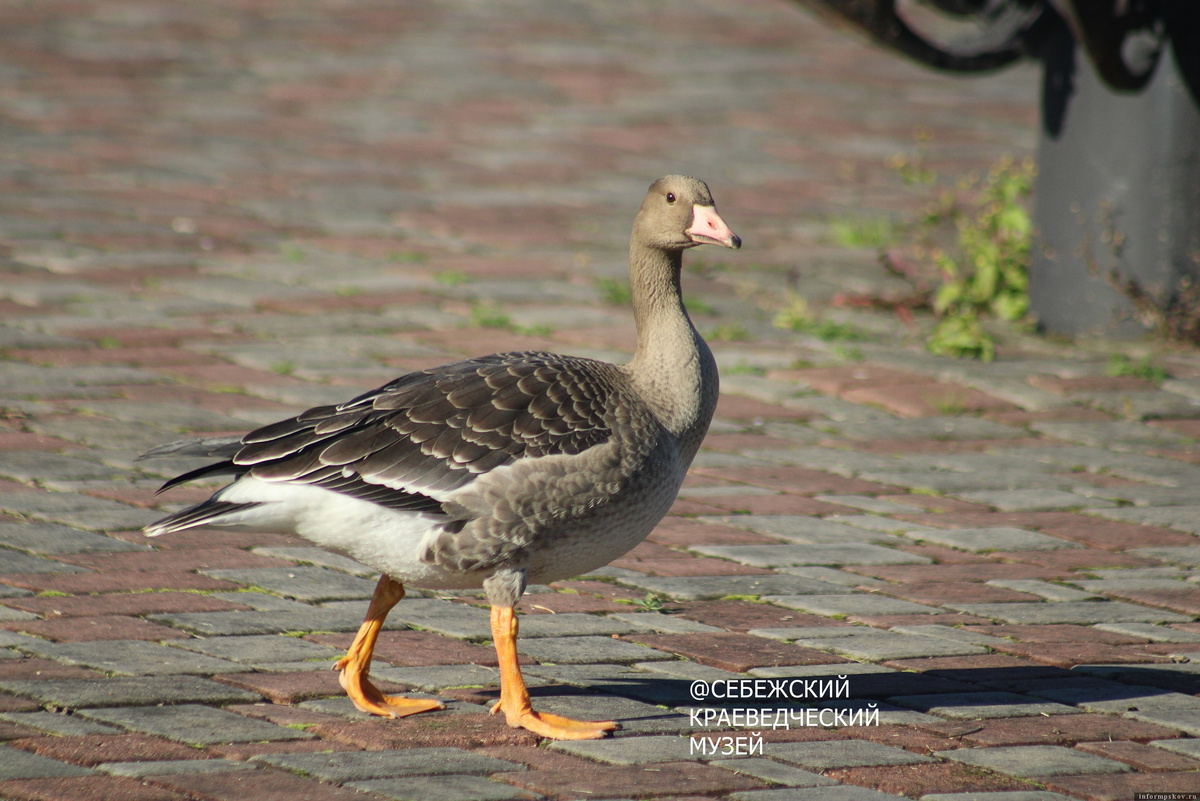 Фото здесь и далее: Себежский краеведческий музей