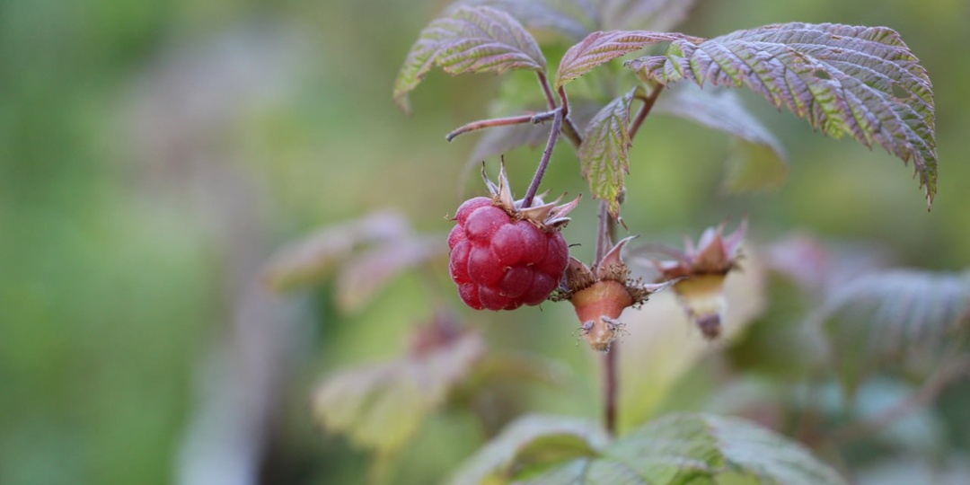 Удобрение огорода навозом. Золото или яд для ваших грядок?