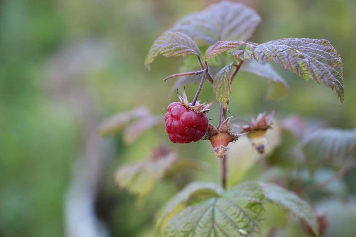 Фото из архива "МК в Калининграде"