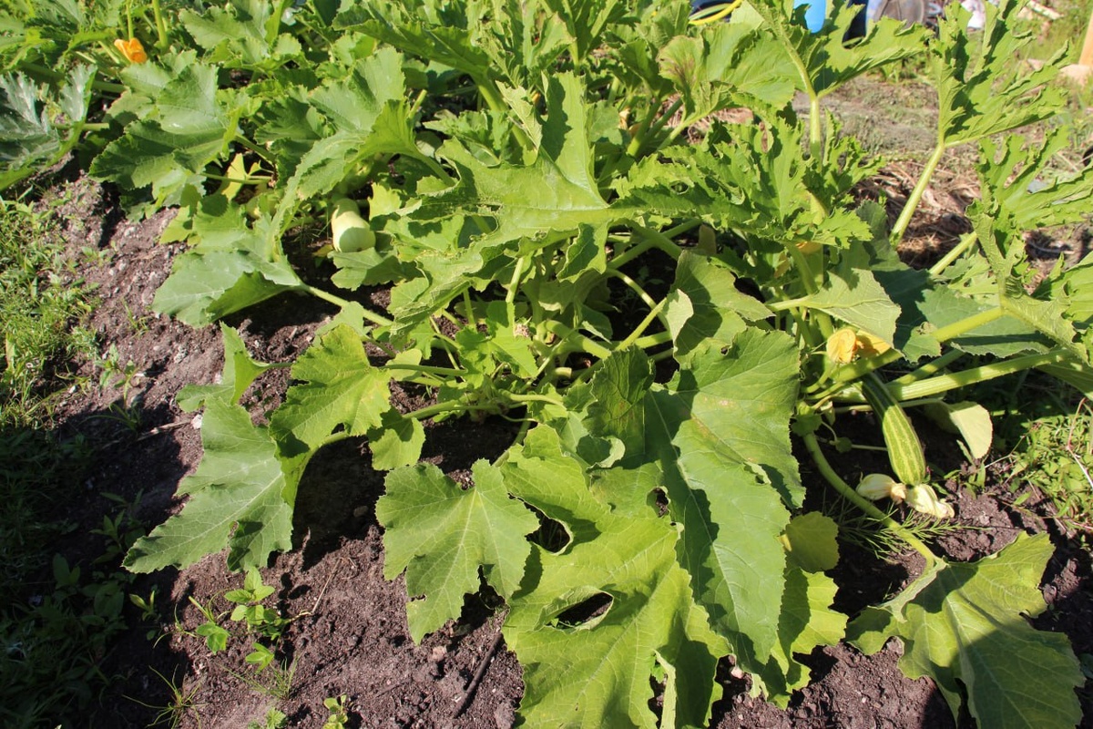 Фото из архива "МК в Калининграде"