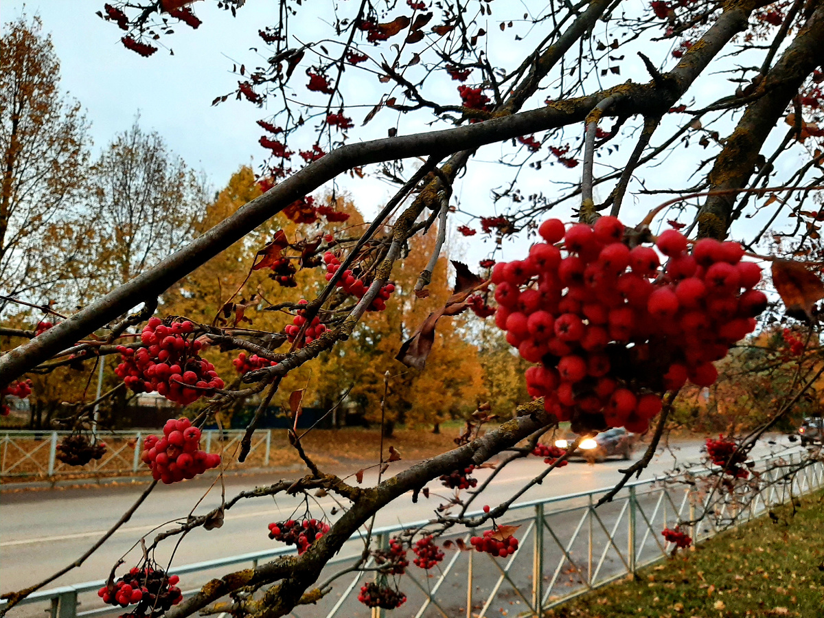 Рябина в нашем городе. Фото автора.