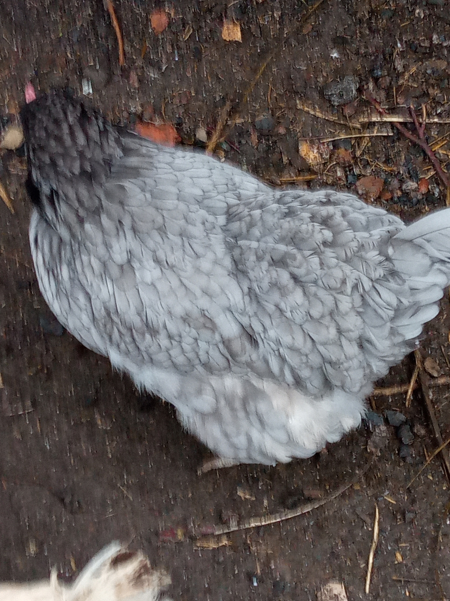Фото автора. Нормальное оперение курицы. 