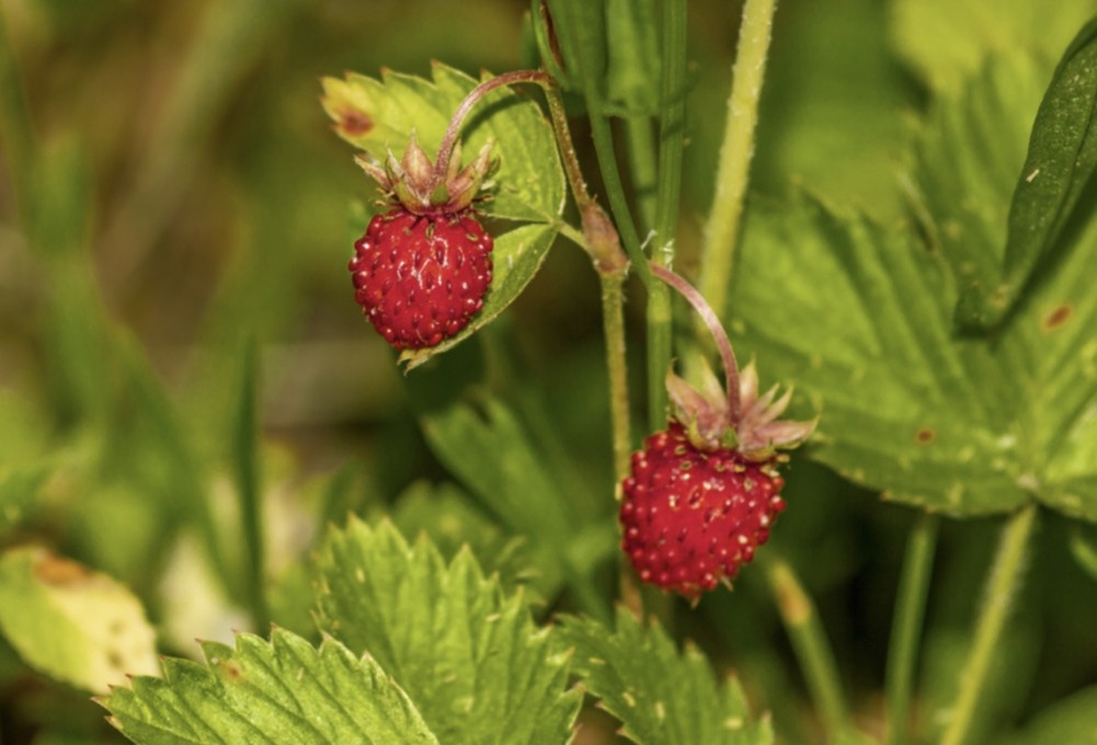    Хозяйства Чувашии получат субсидии на выращивание элитных семян и земляники