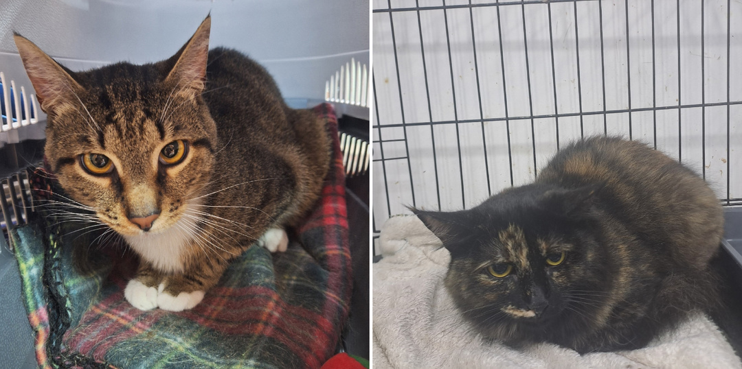 Подопечные, которым нужна помощь прямо сейчас