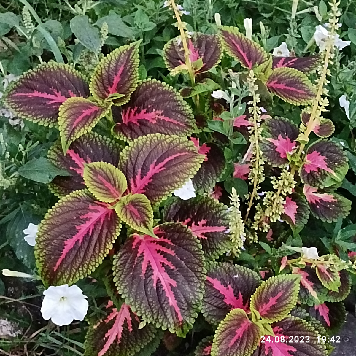 Я вас, прощая, в гости жду, здесь всё в цветах и птиц немерено! Я вас почти уже люблю и жизни будущие вам открыть сей час намерена...