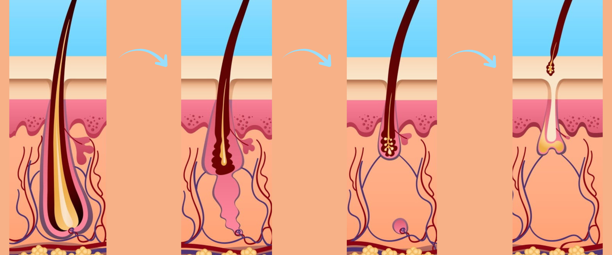 Три фазы роста любого волоса - последняя в итоге переходит в первую, и так по кругу.