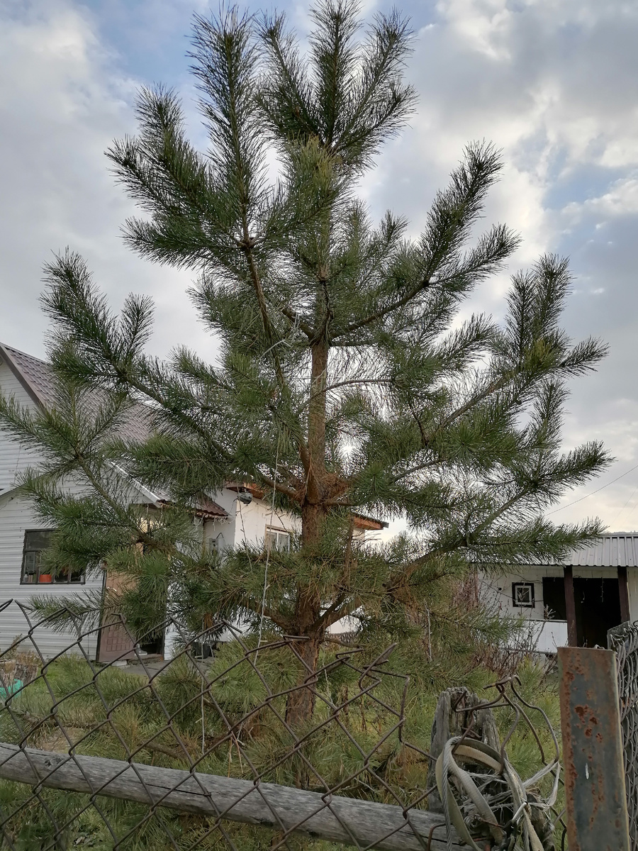 Зелёное, разбавляет хмурую картину. 