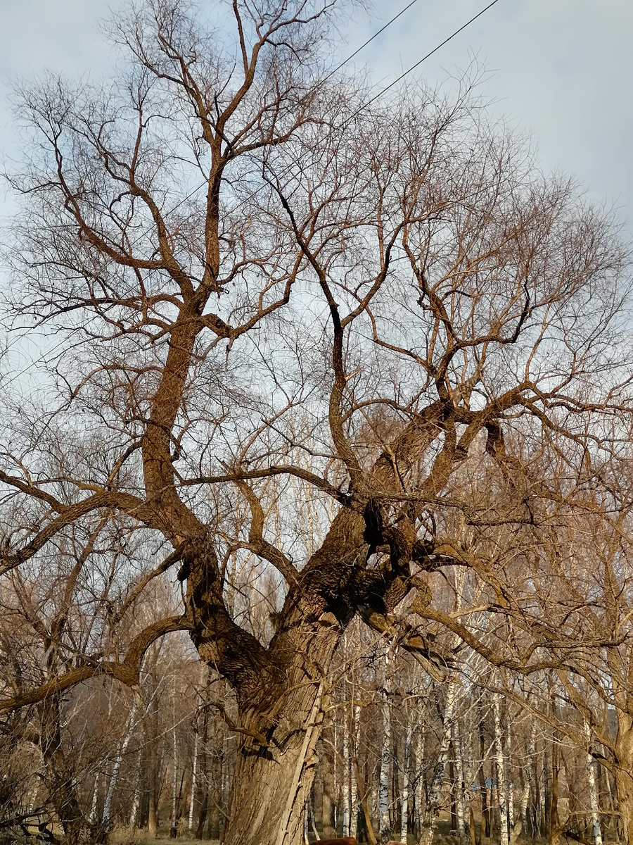 Солнышко буквально на полчаса показалось, наверное, чтобы совсем не забыли, как оно выглядит. 