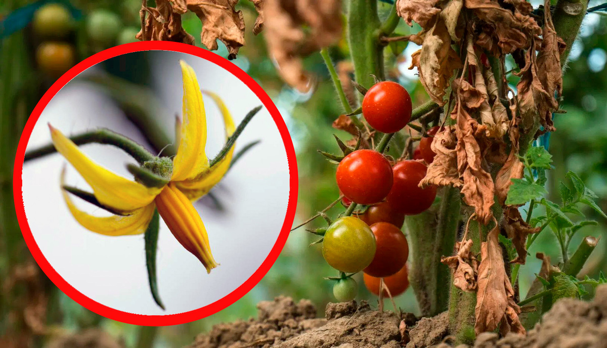 Как экстремальные температуры влияют на томаты