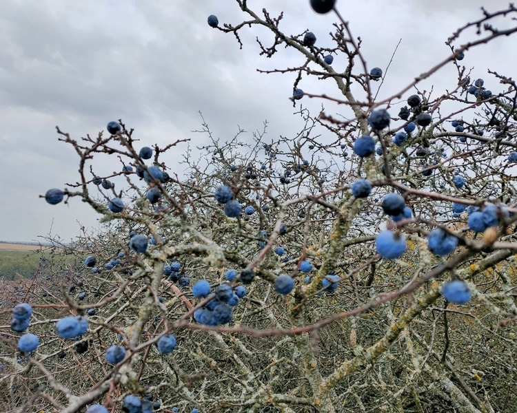     В Курской области 22 октября ожидаются дожди и 10 градусов тепла