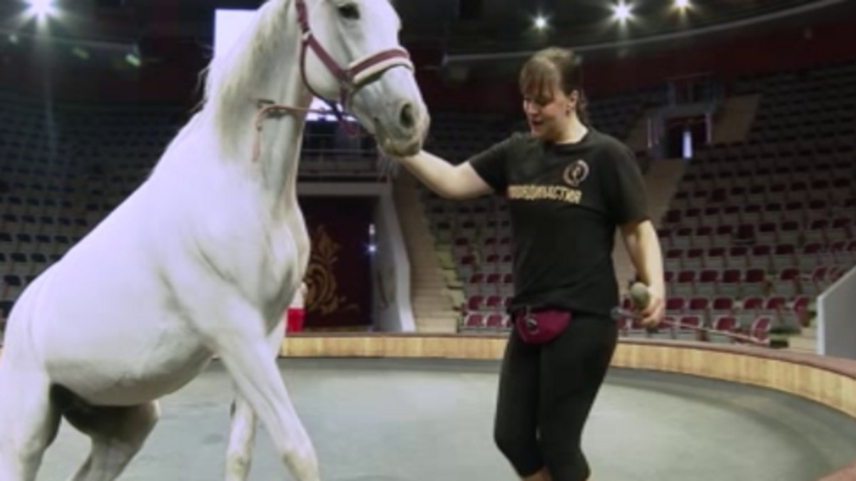    В Курске прошло цирковое представление для детей ветеранов СВО