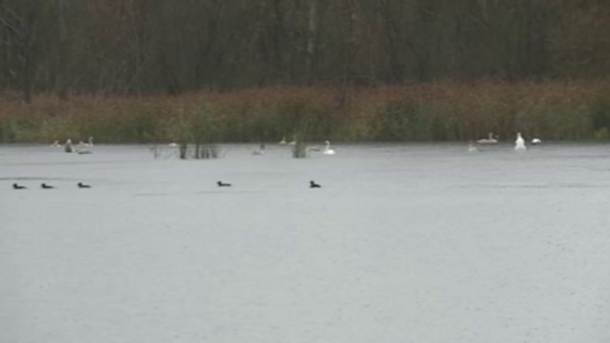    Более 50-ти лебедей в преддверии холодов облюбовали водоем в деревне Полевая Курского района