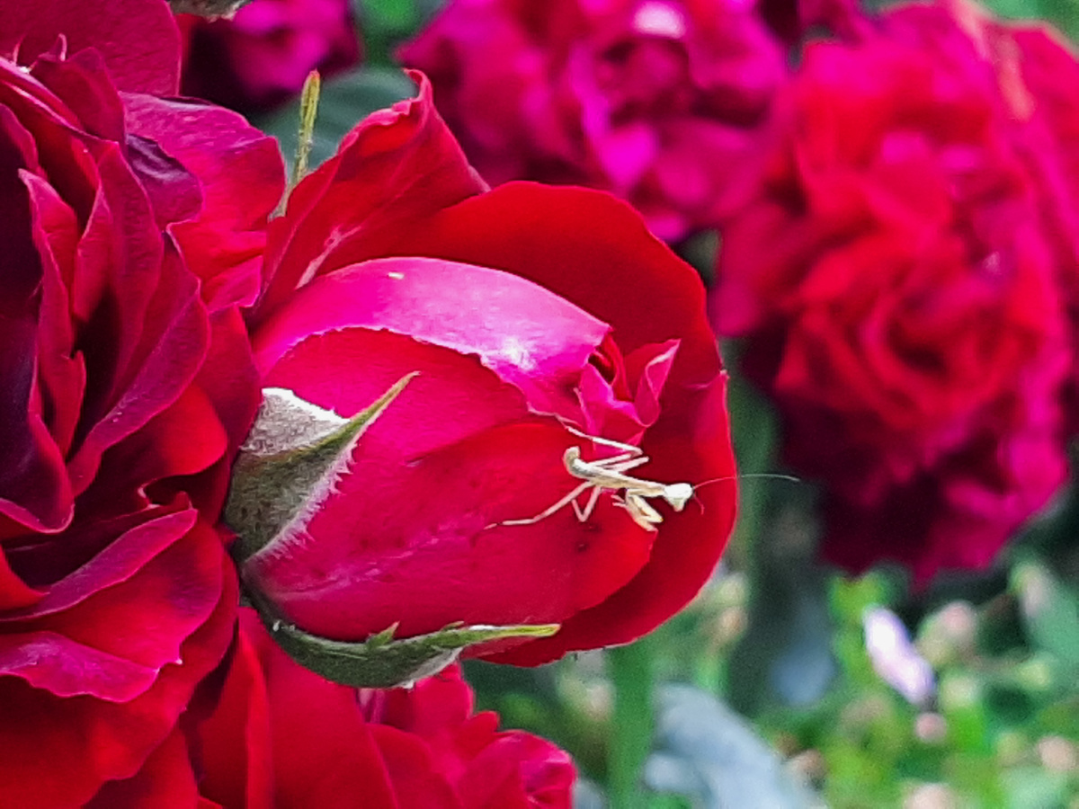 Мини богомол