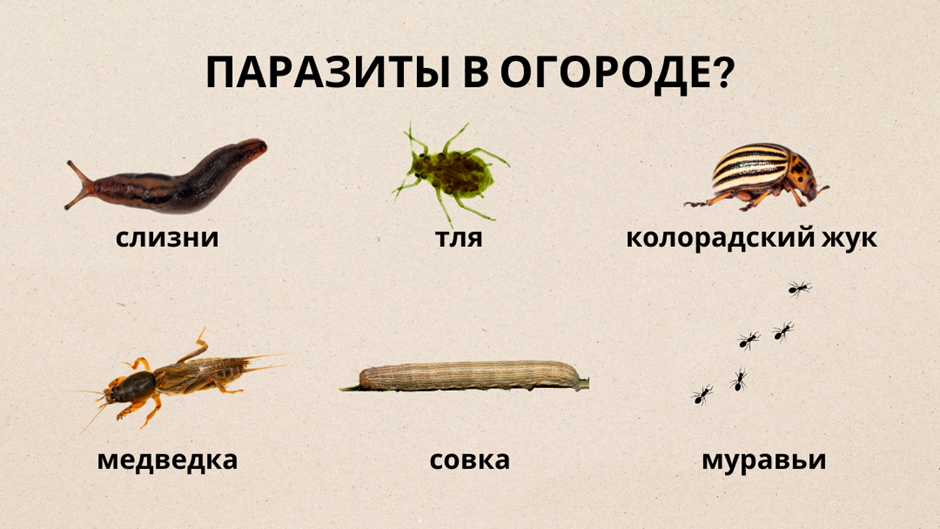 Как победить паразитов в огороде: проверенные методы для богатого урожая