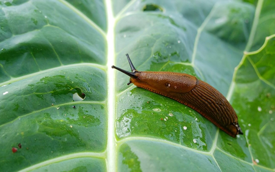 Слизни: как избавиться от прожорливых гостей в саду и огороде